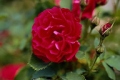 Floribunda