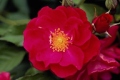 Floribunda 'Showbiz'