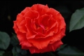 Floribunda
