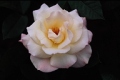 Floribunda