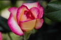 Hybrid Tea Rose