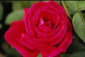 Hybrid Tea Rose