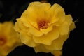 Floribunda, yellow