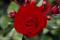 Floribunda 'Europeana'