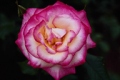 Hybrid Tea Rose