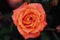 Hybrid Tea Rose