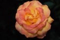 Gold metal Grandiflora Rose 'Aroyqueli'
