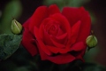 Hybrid Tea Rose 'Chrysler Imperial'