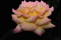 Hybrid Tea Rose 'Peace Rose'