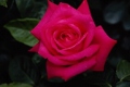 Hybrid Tea Rose 'Miss All-American Beauty'