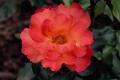 Floribunda 'Orangeade'