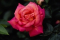 Hybrid Tea Rose 'Fragrant Cloud'