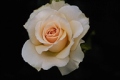 Hybrid Tea Rose