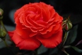 Hybrid Tea Rose