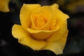 Hybrid Tea Rose