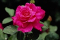 Hybrid Tea Rose 'Pink Peace'