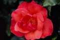 Floribunda