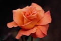 Hybrid Tea Rose