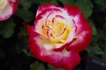 Double Delight Hybrid Tea Rose 'Andeli'