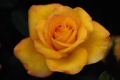 Hybrid Tea Rose