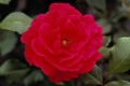 Floribunda