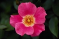 Pink Meidiland (tm) Shrub Rose 'Meipoque'