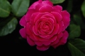 Hybrid Tea Rose 'Tiffany'