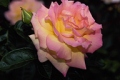 Hybrid Tea Rose 'Peace'