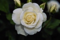 Floribunda 'Iceberg'