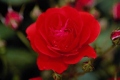Floribunda 'Showbiz'