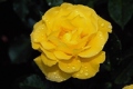 Floribunda