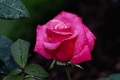 Hybrid Tea Rose 'First Prize'