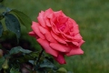 Hybrid Tea Rose 'Fragrant Cloud'