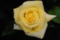 Hybrid Tea Rose 'Helmut Schmidt'