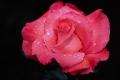 Touch of Class Hybrid Tea Rose 'Kricarlo'