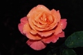 Grandiflora Rose 'Sundowner'