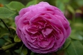 Bourbon Rose 'Louise Odier'
