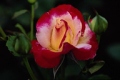 Double Delight Hybrid Tea Rose 'Andeli'