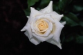 Pascali Hybrid Tea Rose 'Lenip'