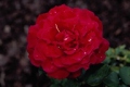 Hybrid Tea Rose 'Mister Lincoln'