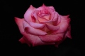Hybrid Tea Rose 'Sheer Elegance'