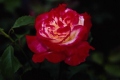 Double Delight Hybrid Tea Rose 'Andeli'