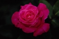 Hybrid Tea Rose 'Pink Peace'