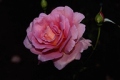 Hybrid Tea Rose 'Tiffany'