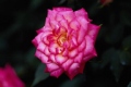 Hybrid Tea Rose