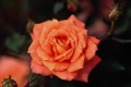 Hybrid Tea Rose