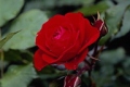 Floribunda 'Europeana'