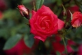 Starina Miniature Rose 'Meigabi'