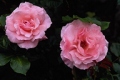 Shrub Rose