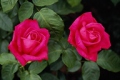 Hybrid Tea Rose 'Miss All American Beauty'